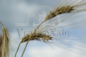 Проросшая пшеница лечит весь организм